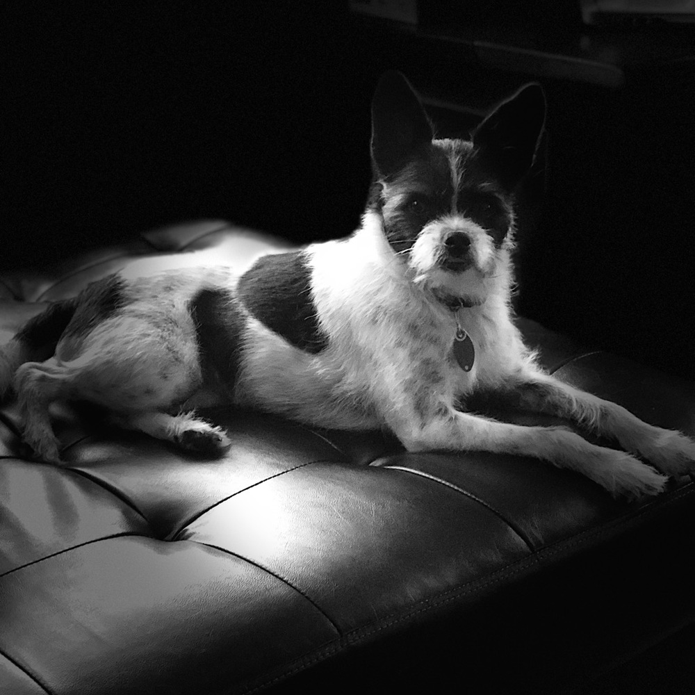 Meet your Posher, Patsy - Picture 3 of 4